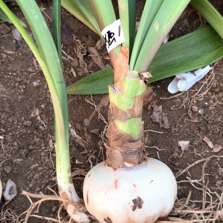 无花朵水彩画包对版