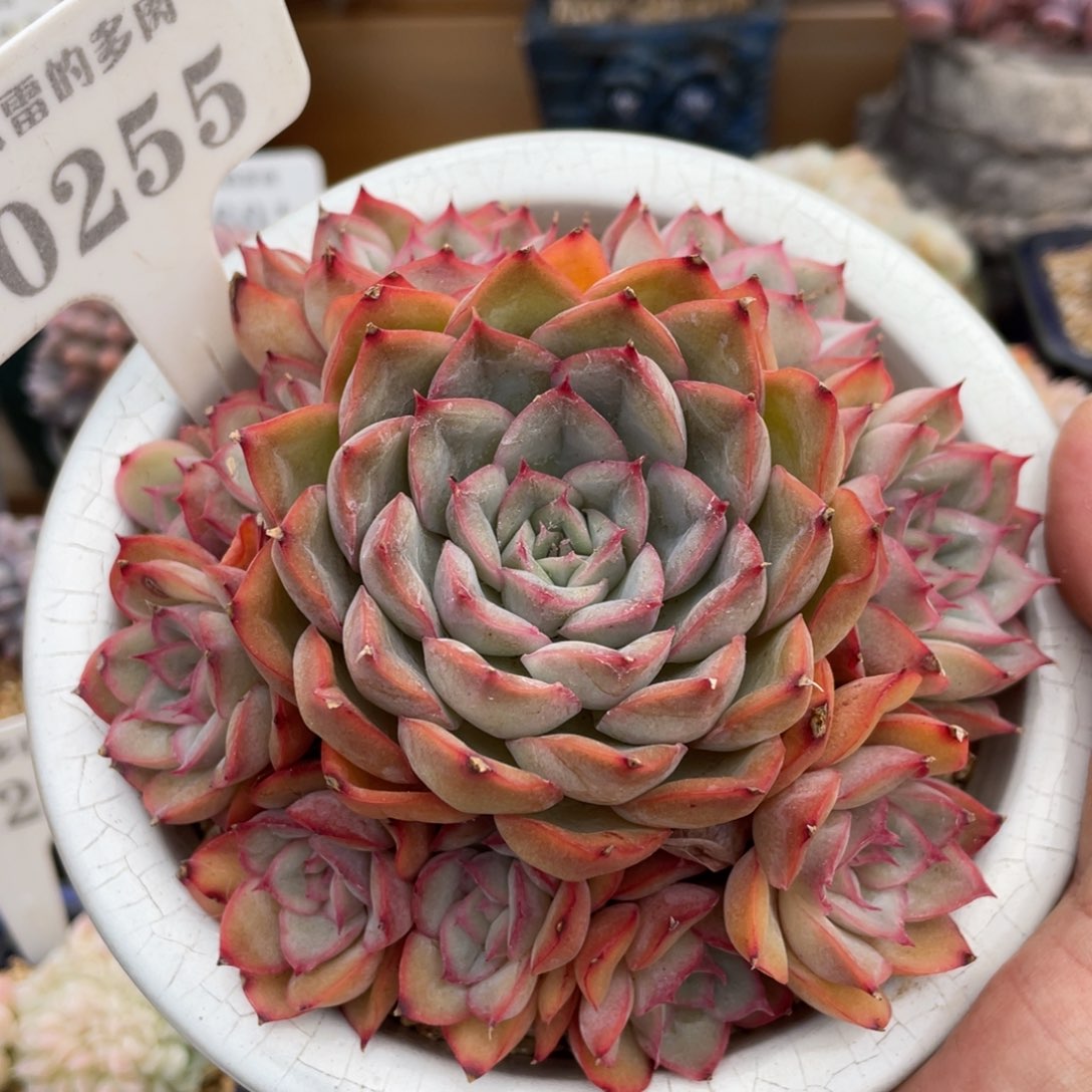 0255猎户座不带盆12厘米