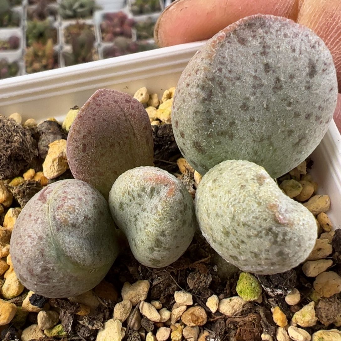 实生新品多肉植物水泡