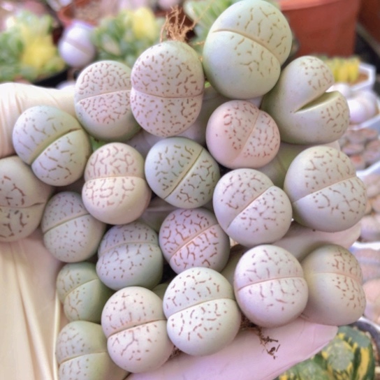 8222，1.7-2.3厘米连纹大白如图