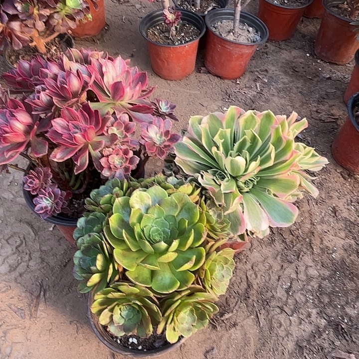 947多肉植物瑕疵特价，