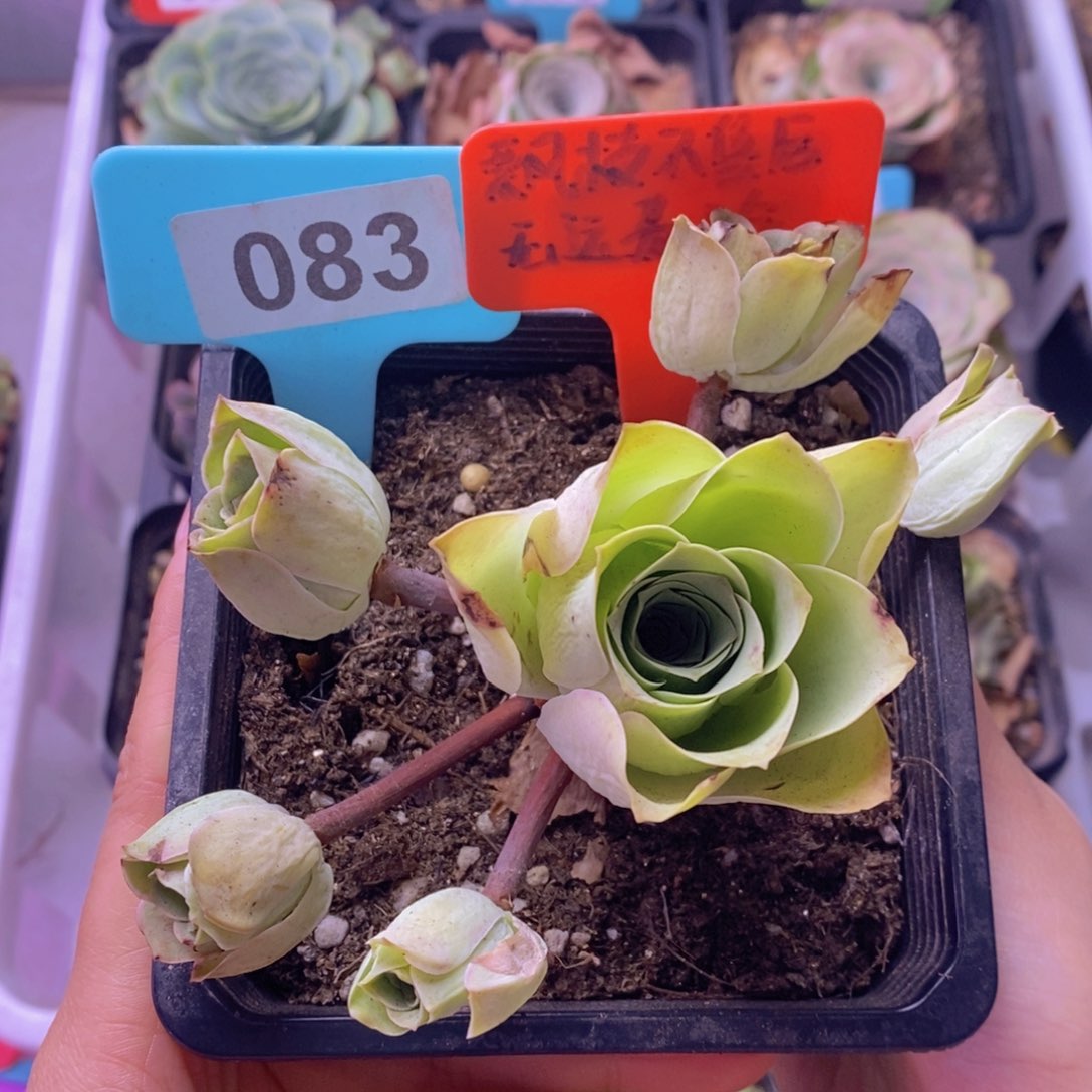 飘枝玫瑰群一物一拍083