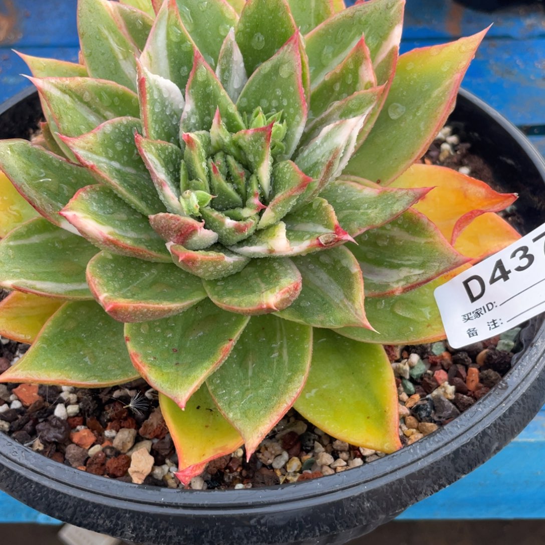 无花朵若如东云单拍D437