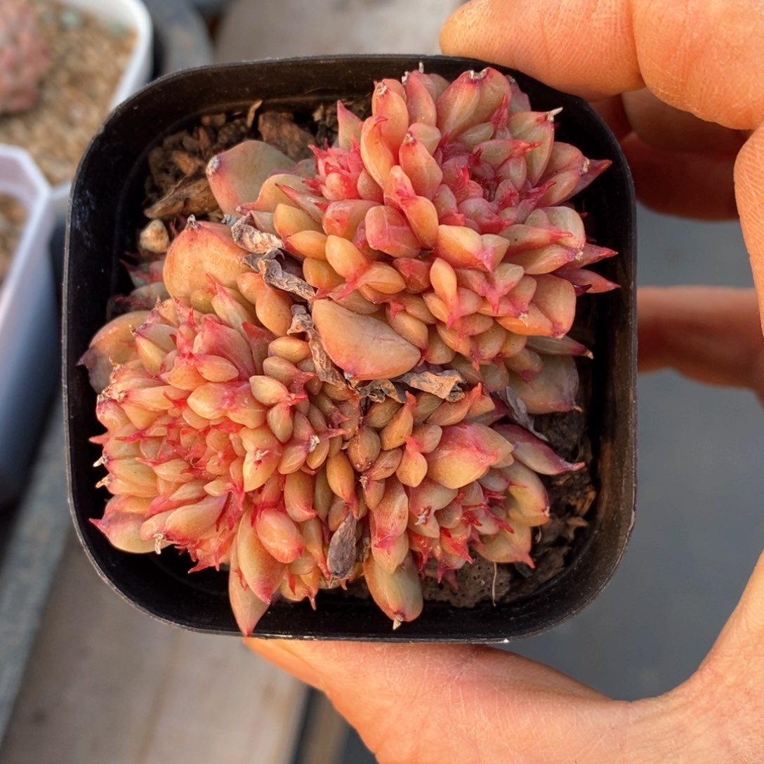 精品多肉一物一拆不包整30