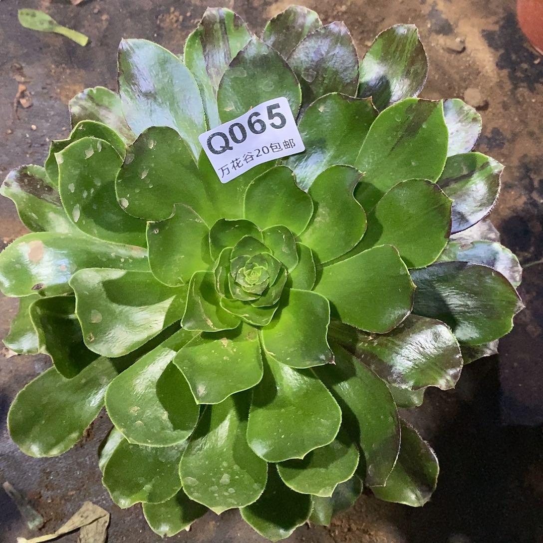 065花斑鹿多肉植物