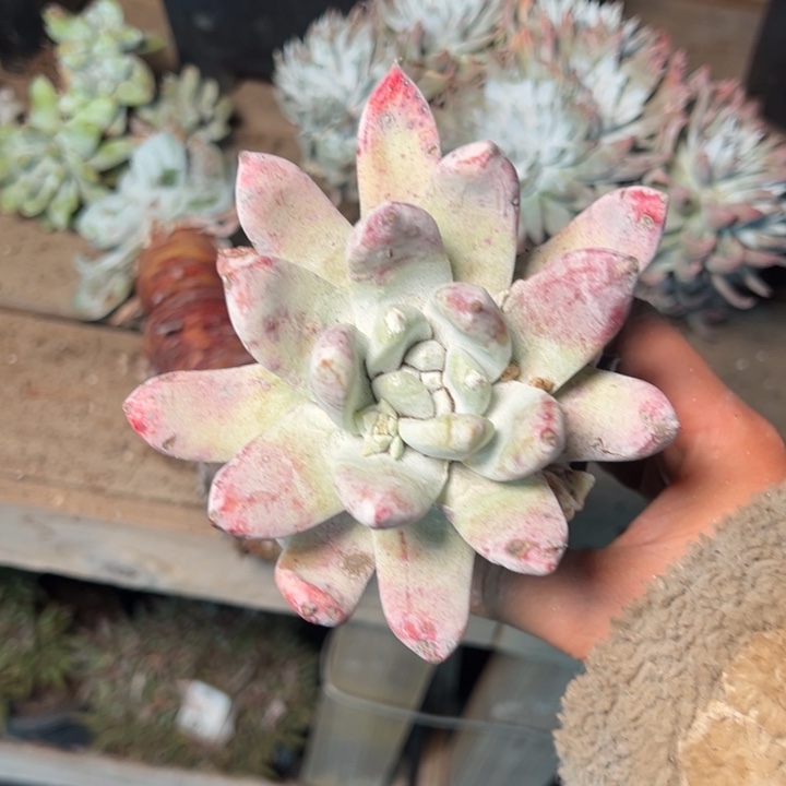 086哈哈哈哈哈哈哈哈