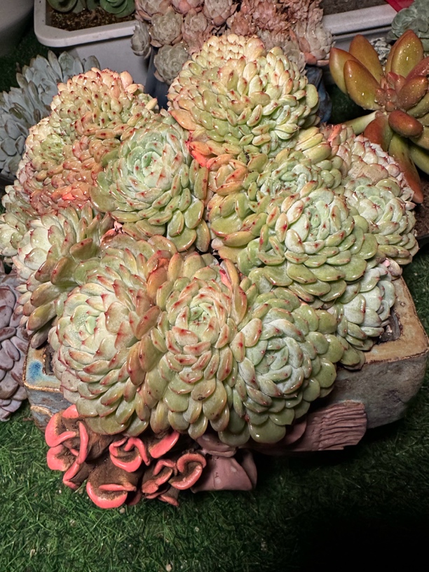 程成多肉植物白胖子缀