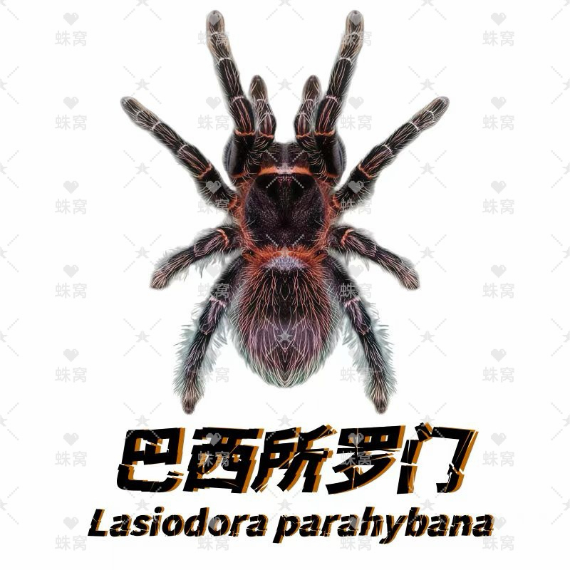 【蛛窝】巴西所罗门宠物蜘蛛温顺宠物新手1-5厘米好养学生党宠物