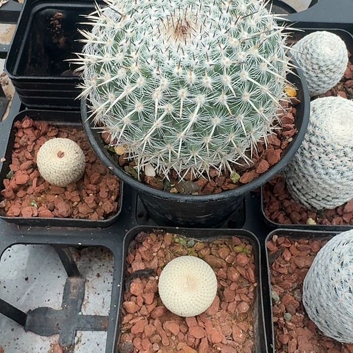 白王带盆发货一颗