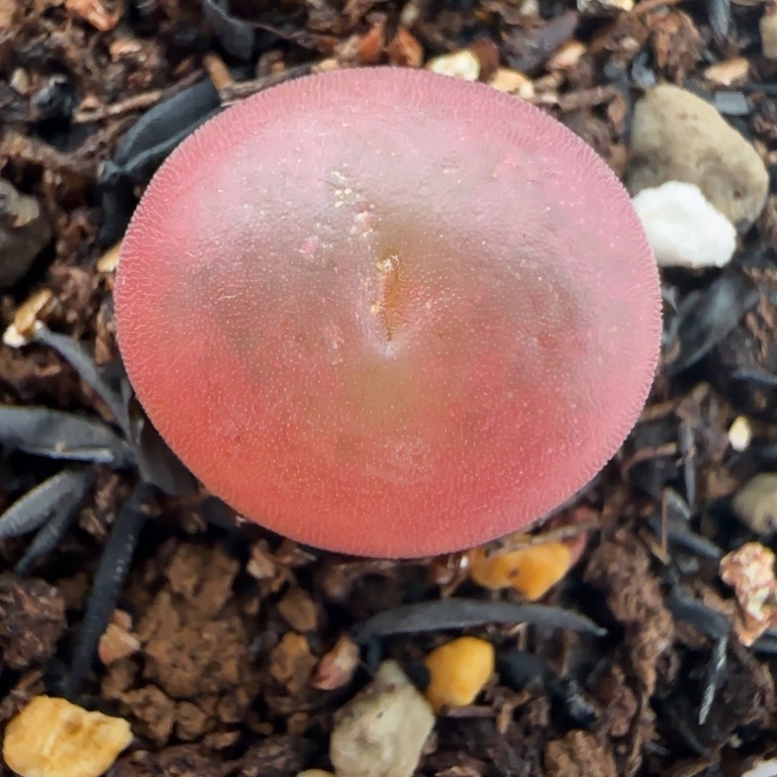 2.15号多肉拉登杂42号