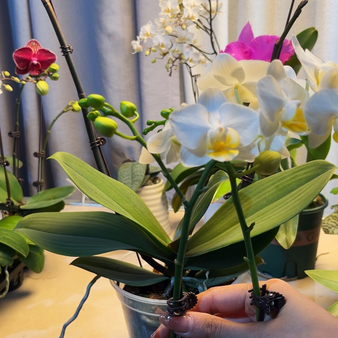 你***解大部分花苞少量开放045