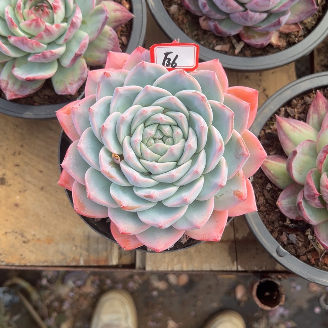 进****精品多肉植物老桩
