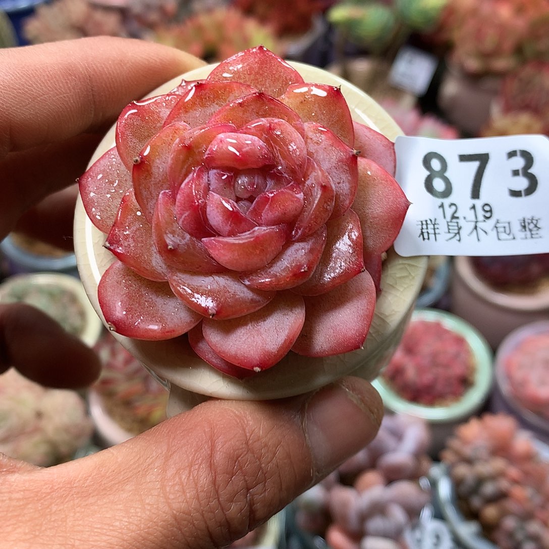 精控拇指盆1219873