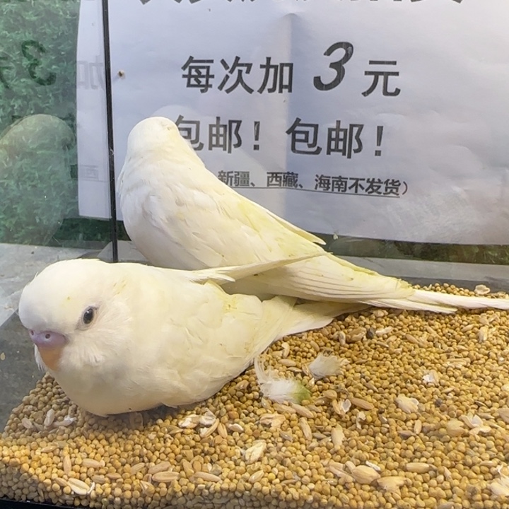 虎皮鹦鹉大头虎皮鹦鹉