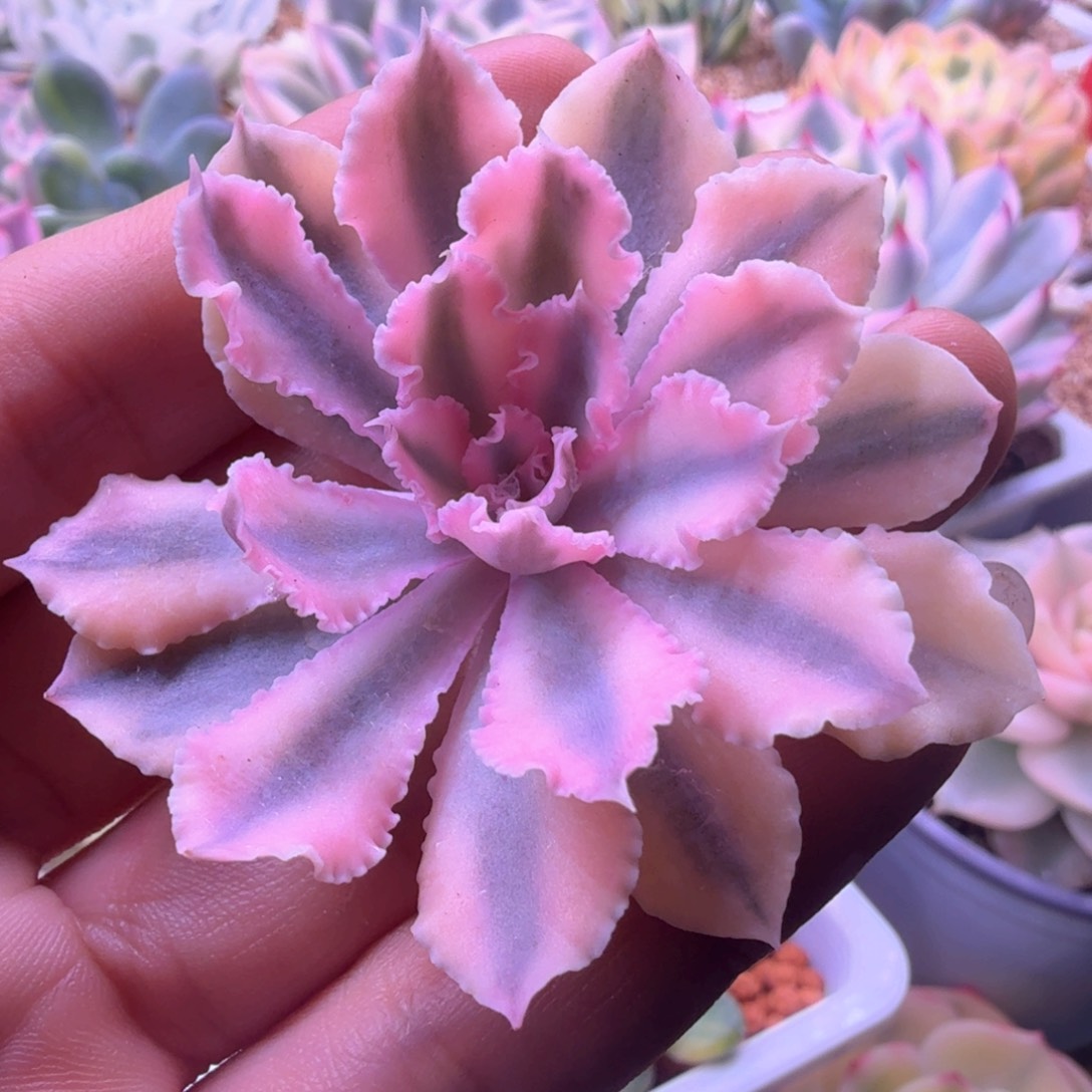 晚霞之舞锦2 多肉