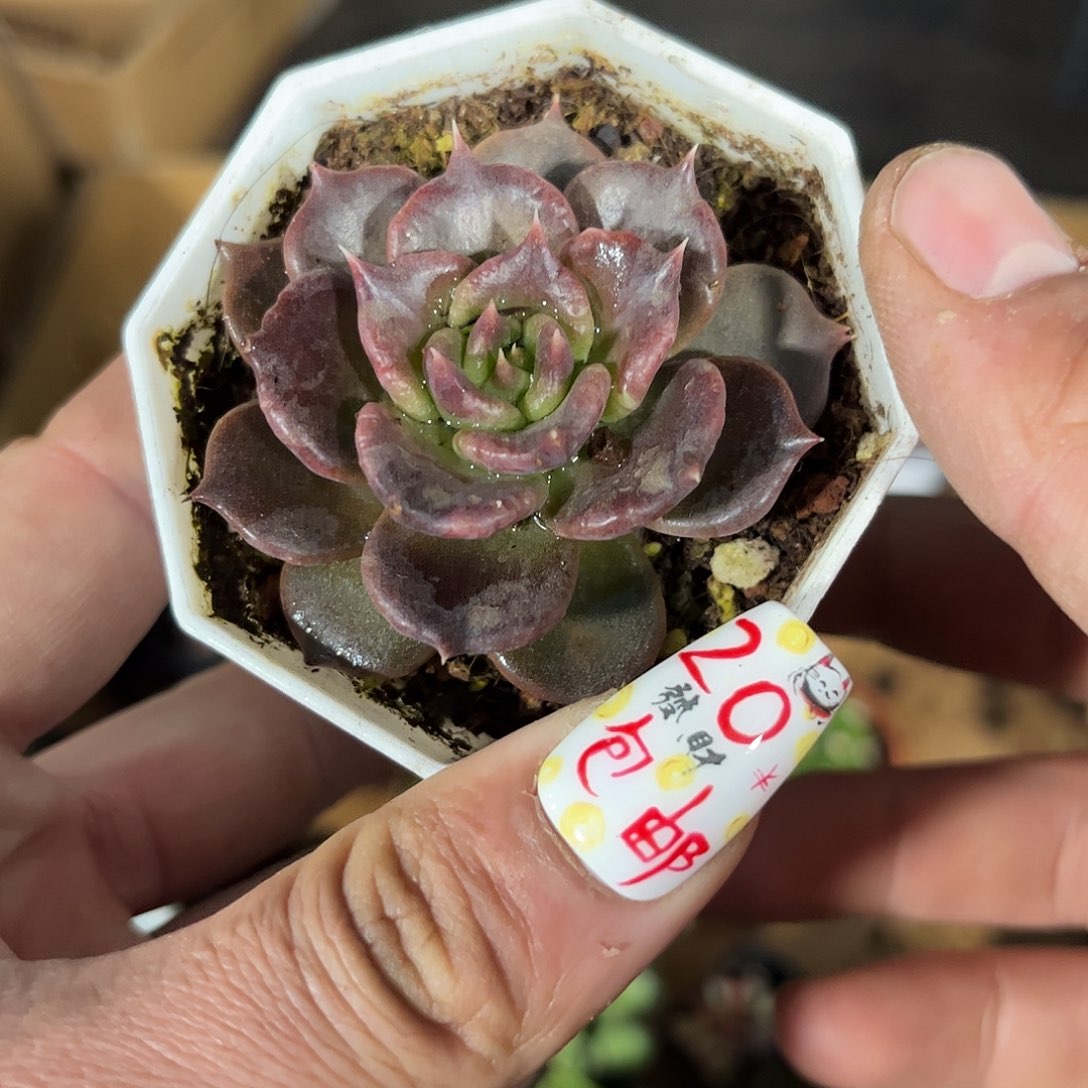 黑饺子皮单头发货有根