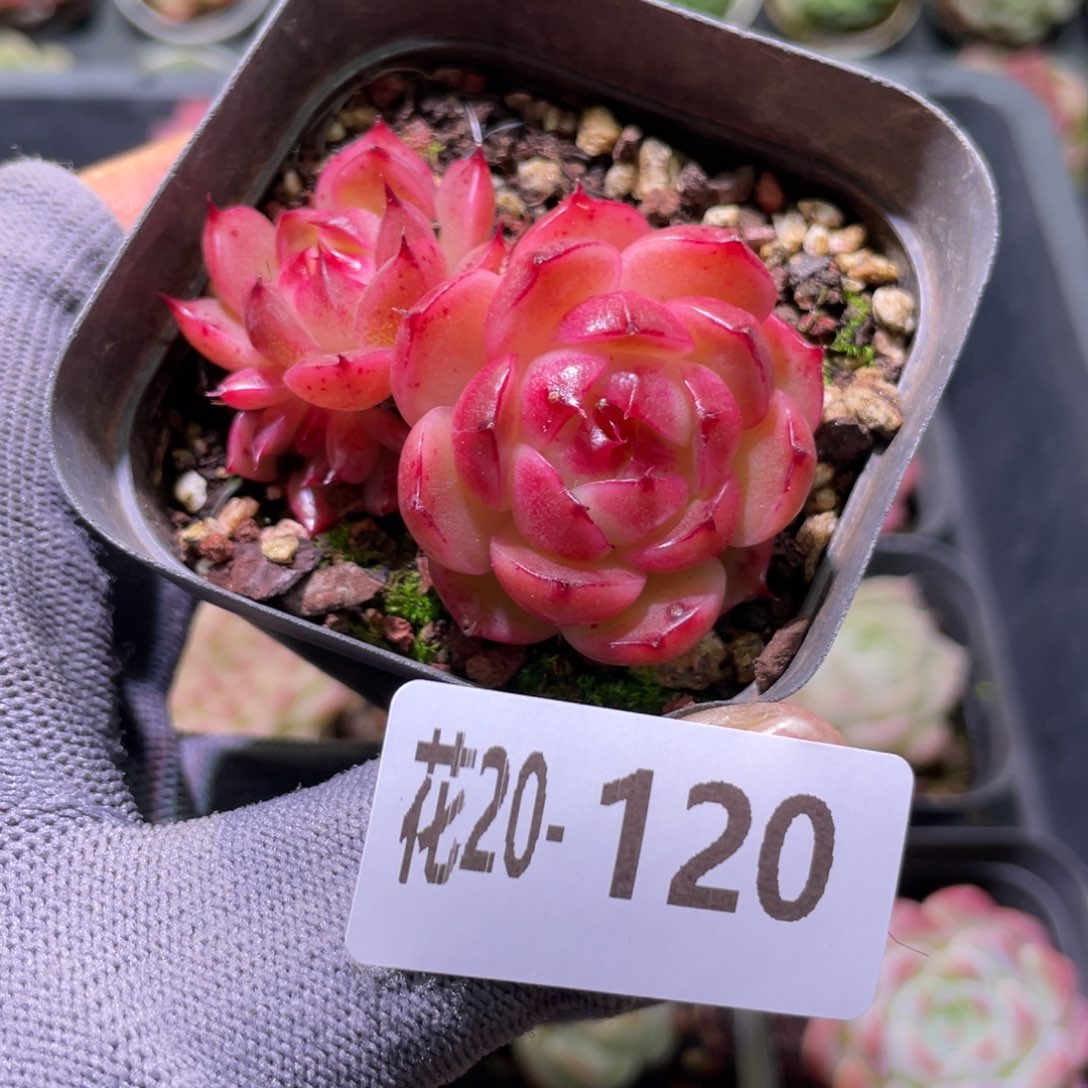 花利美20-120麦秆