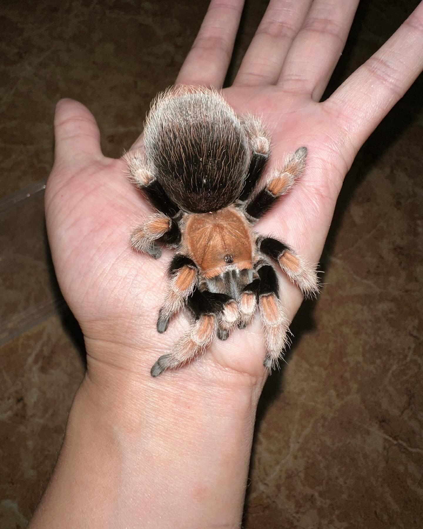 APH属 血脚蜘蛛宠物