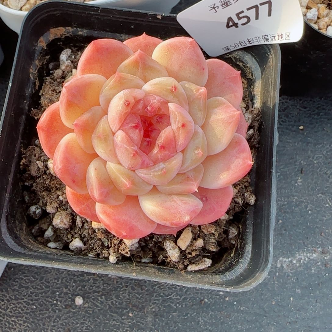 秘境冰魄，4577多肉植物