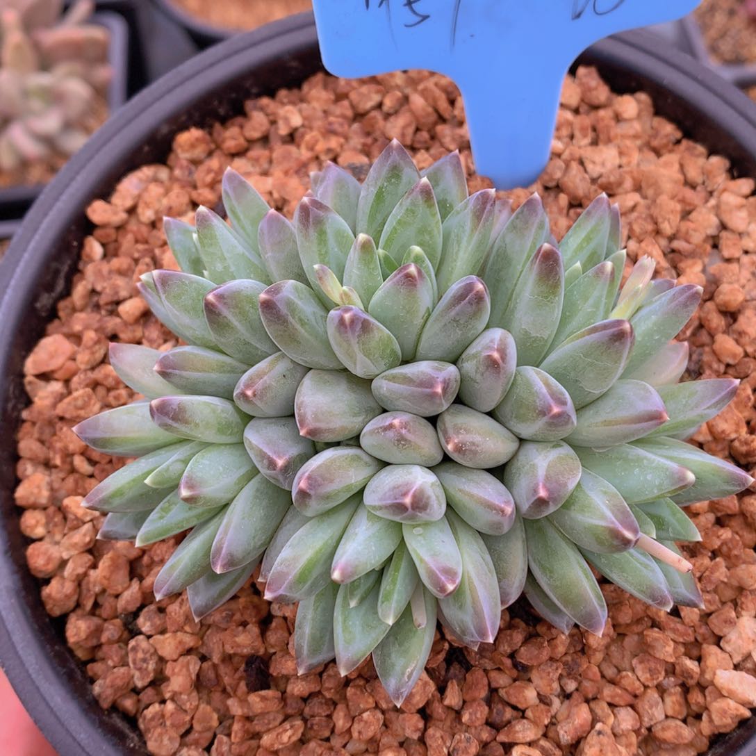 我家的小姐姐们都是我的小可爱