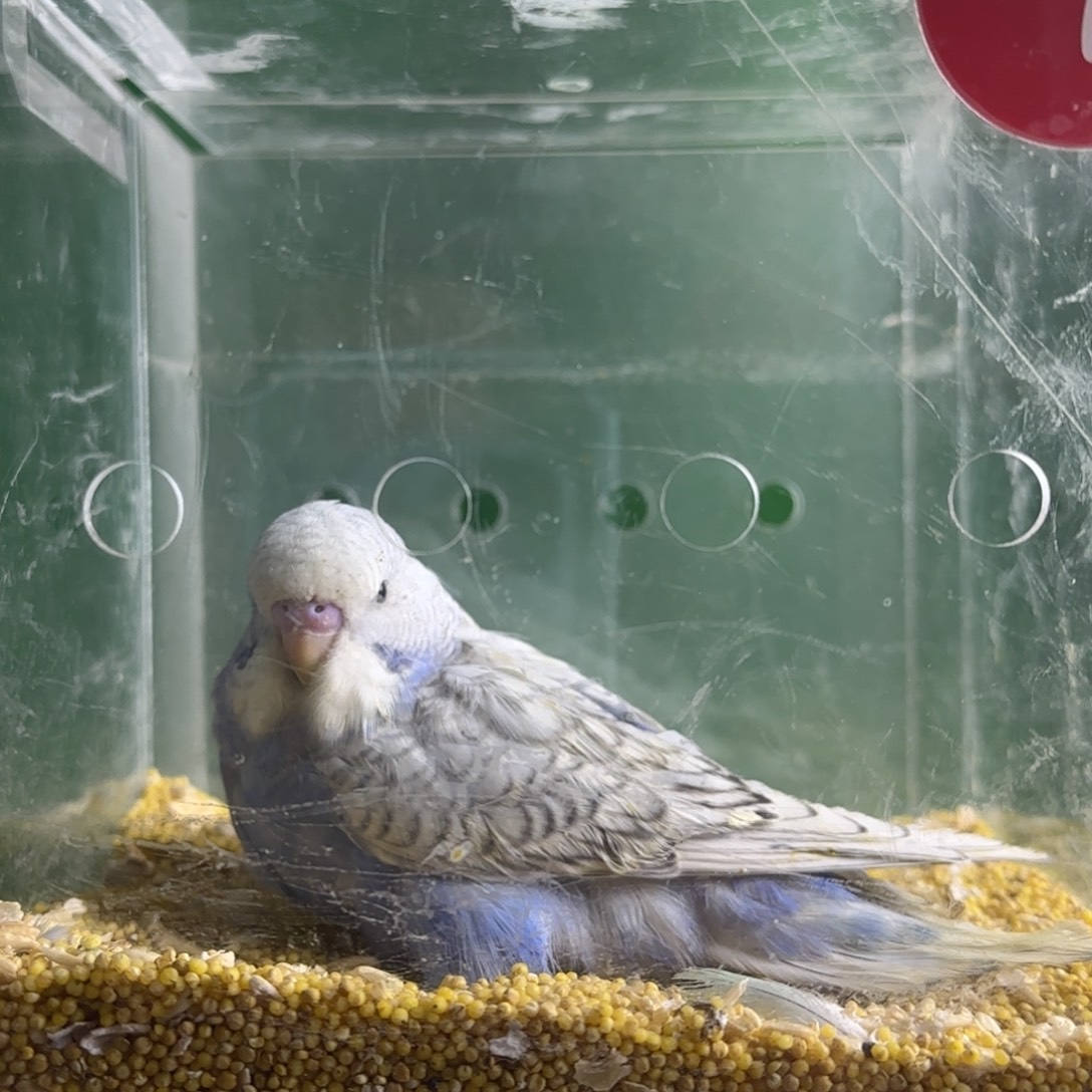 虎皮鹦鹉大头鹦鹉