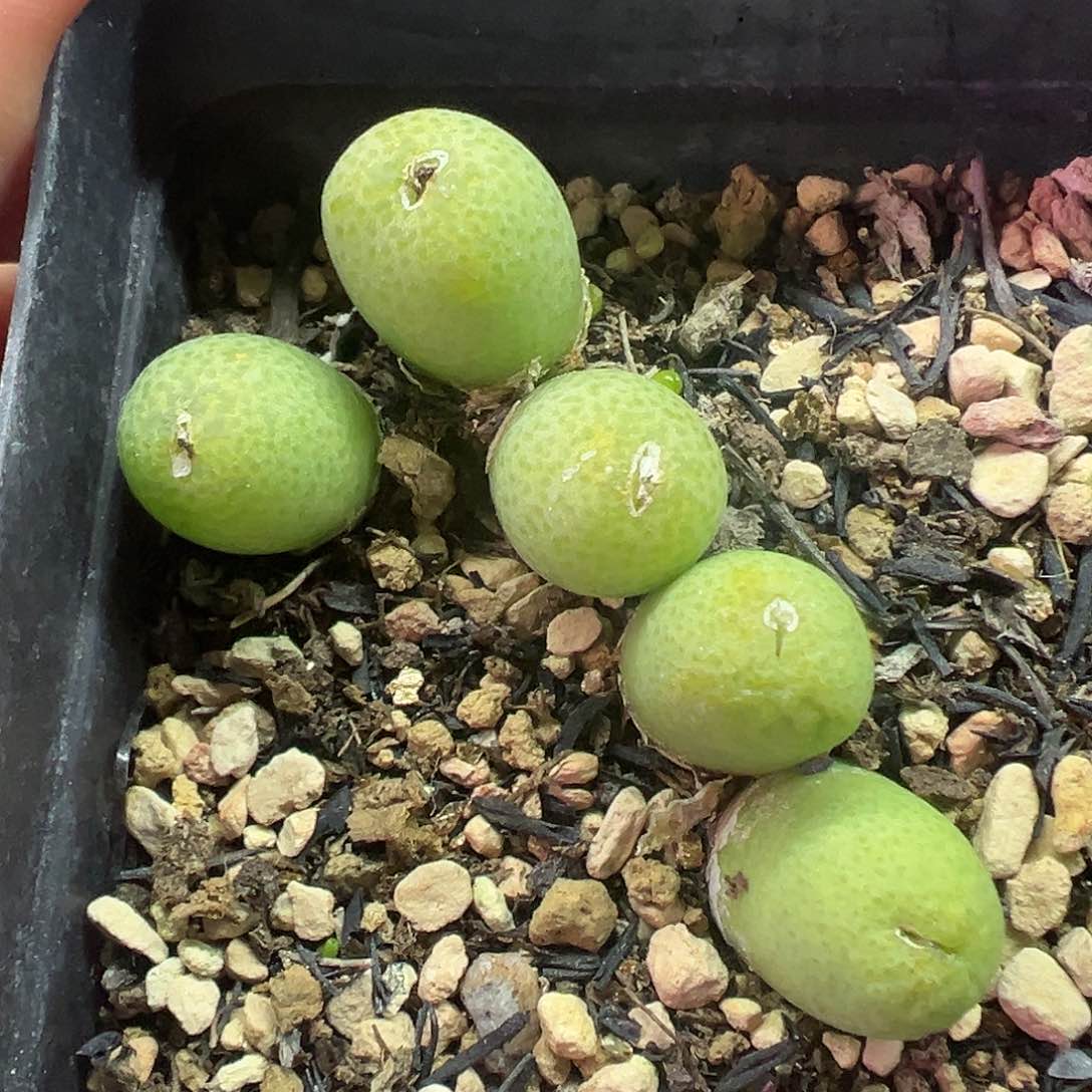 5头玉米带盆土发货