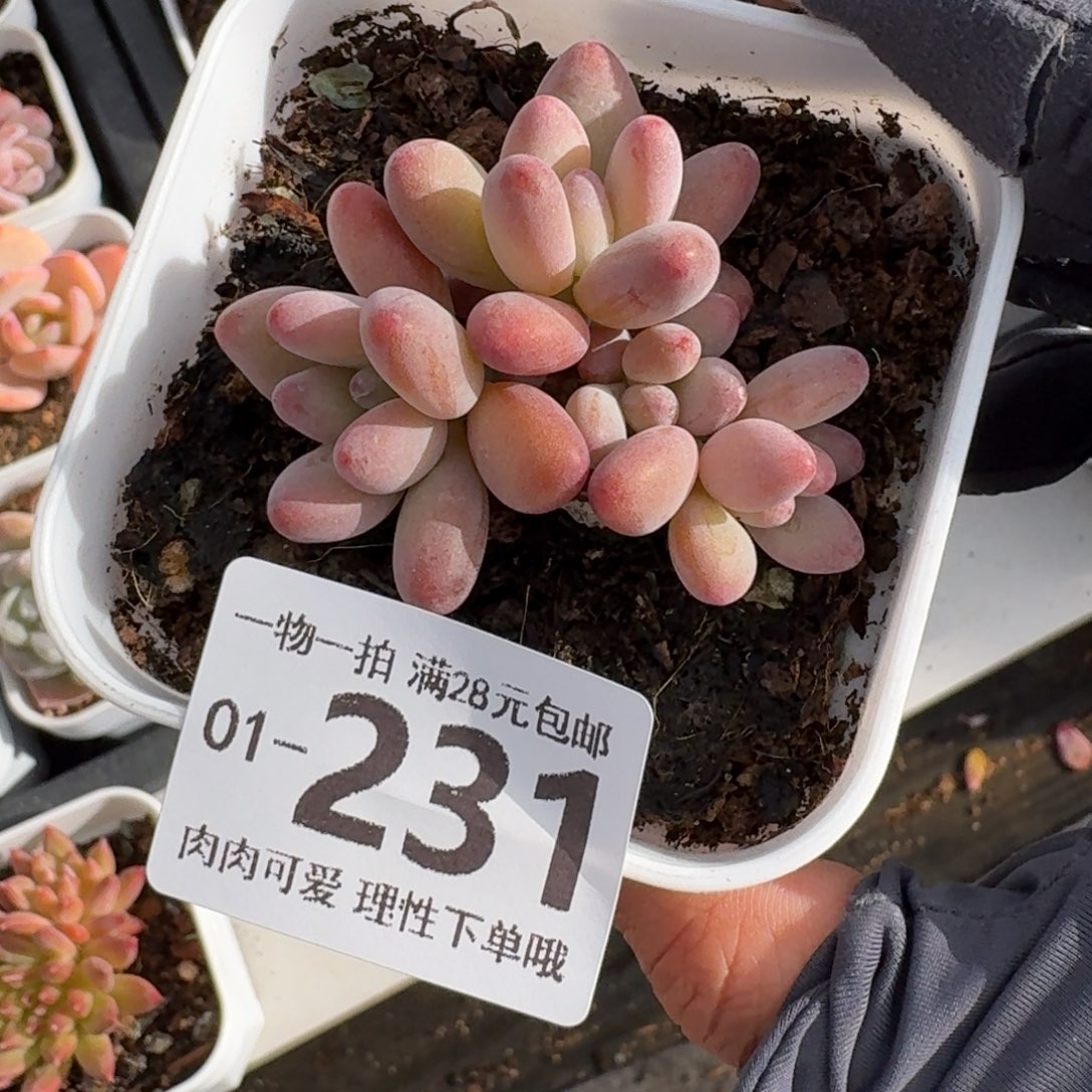 樱花奶无盆土发货无