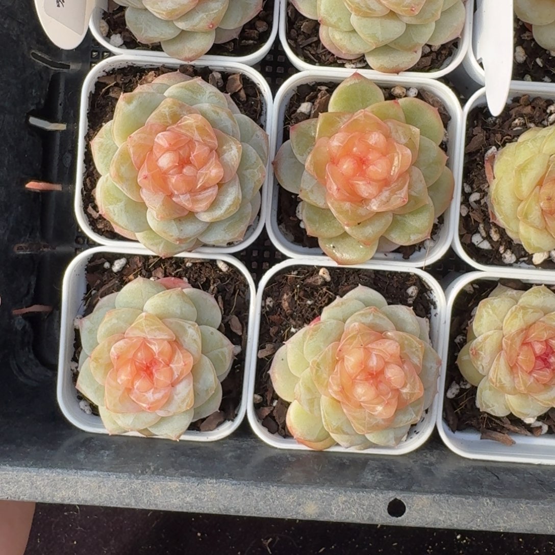 1230-033-零零珍妮一颗量拍