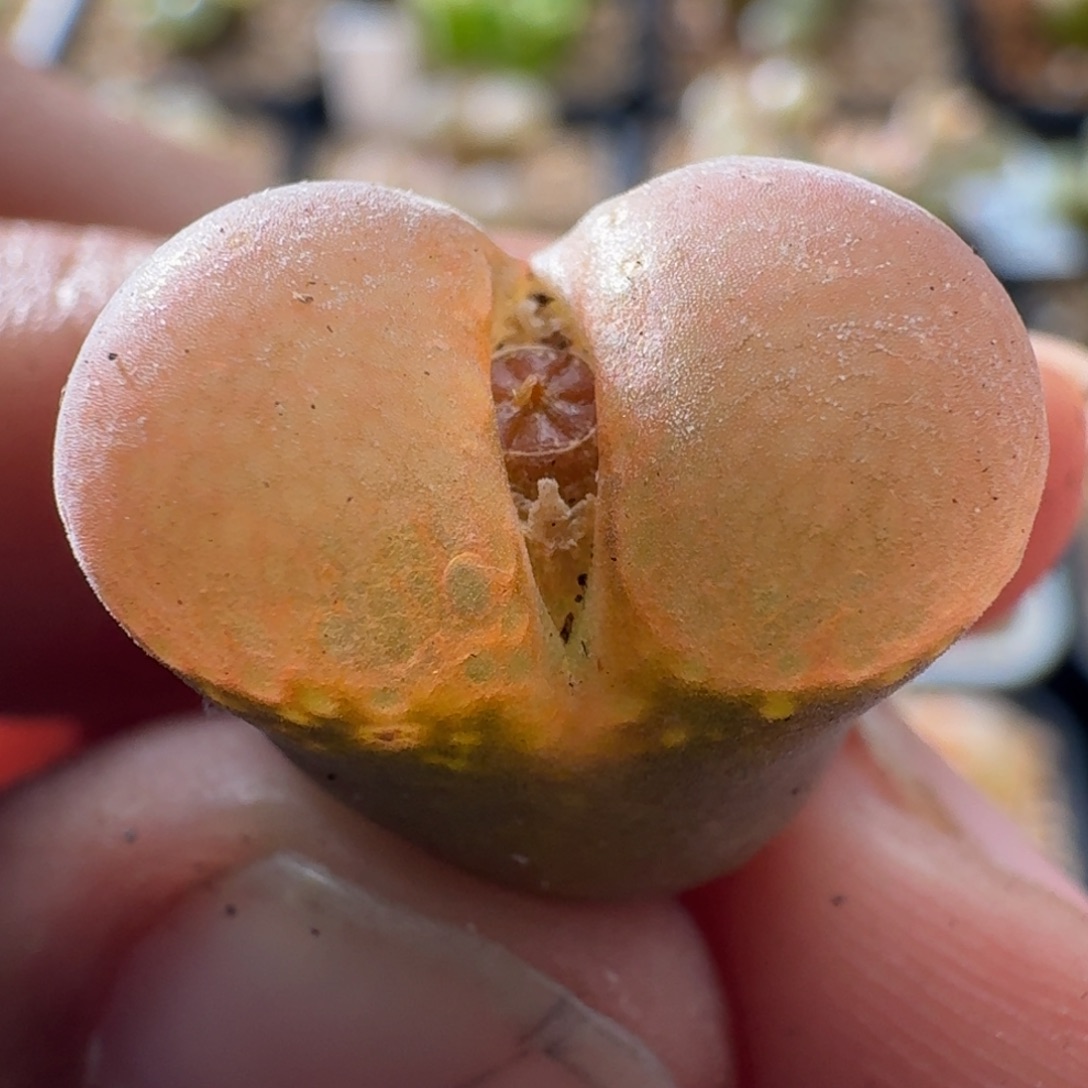 3029风铃玉肉锥植物