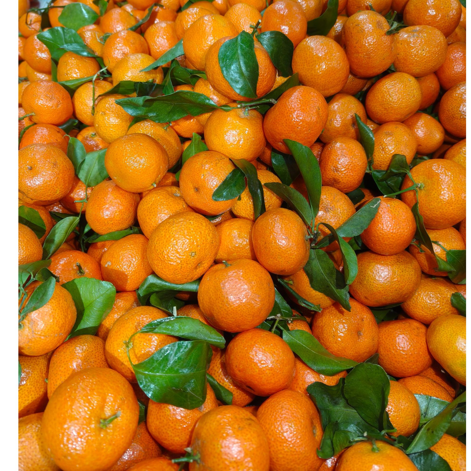 【顺丰包邮】广西砂糖橘中大果纯甜 净重3.5斤沙糖桔广西壮族自治区