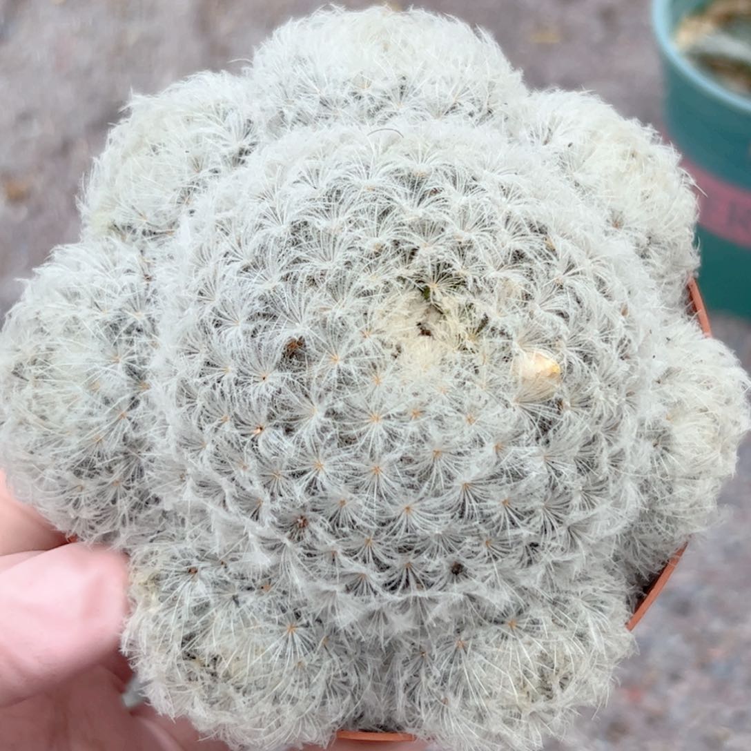 实生白星 仙人球