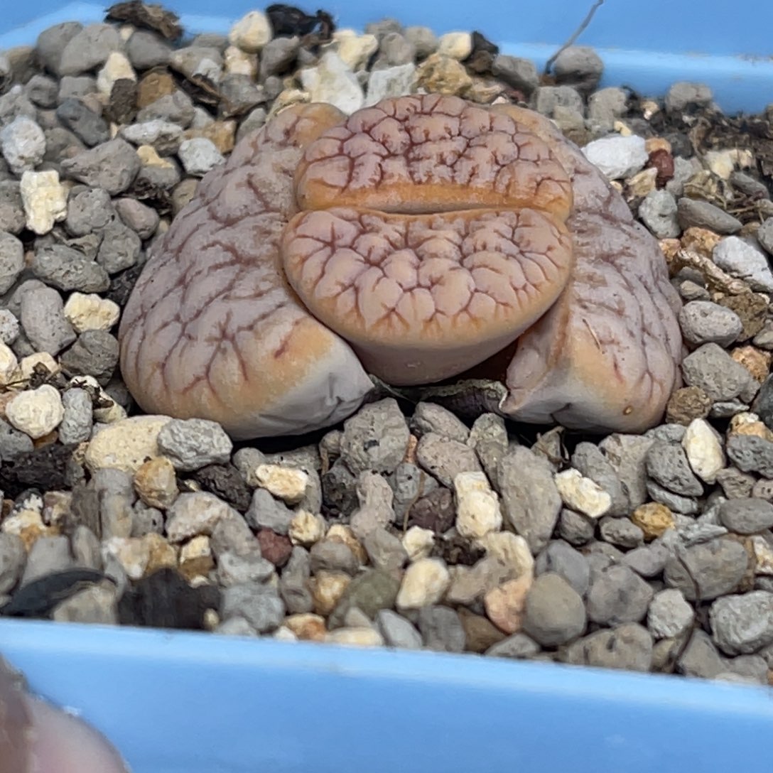 5828拿铁189睫毛凹凸尺寸1.8