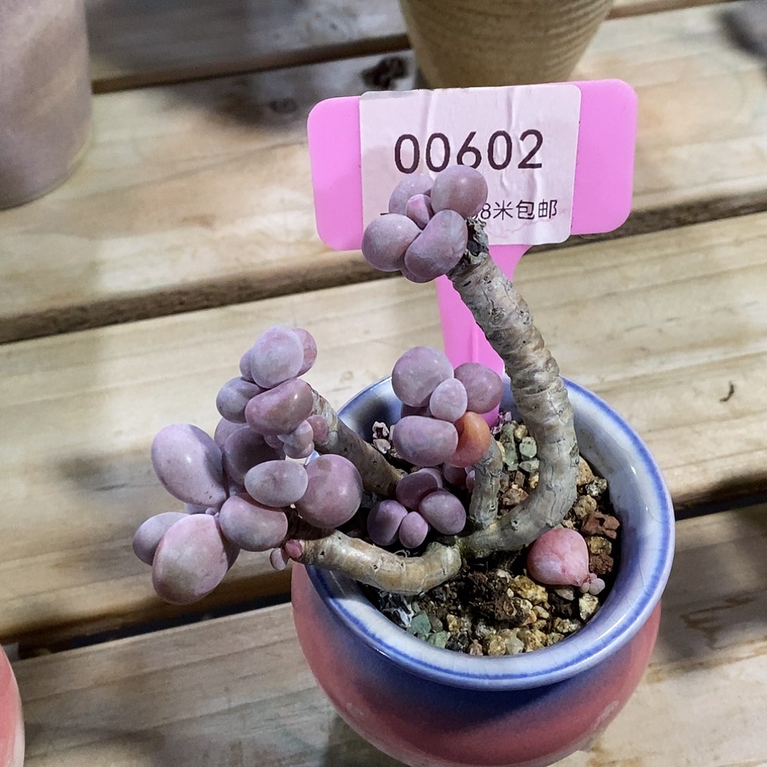00602玻璃普通魔芋咯哦
