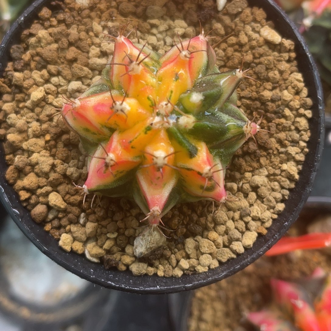 1-158米哈锦3.7厘米