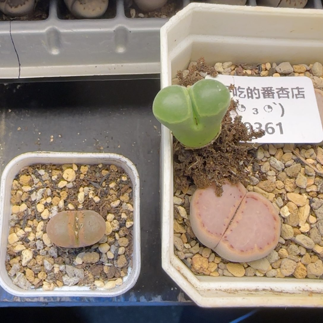 叶***.9361。默认脱土。18包邮。偏远88包邮