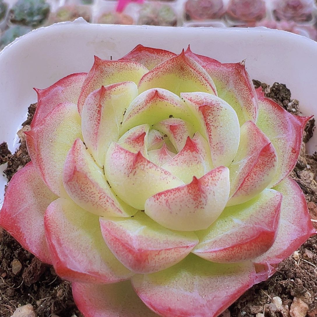 单头精品玫瑰仙子19包邮