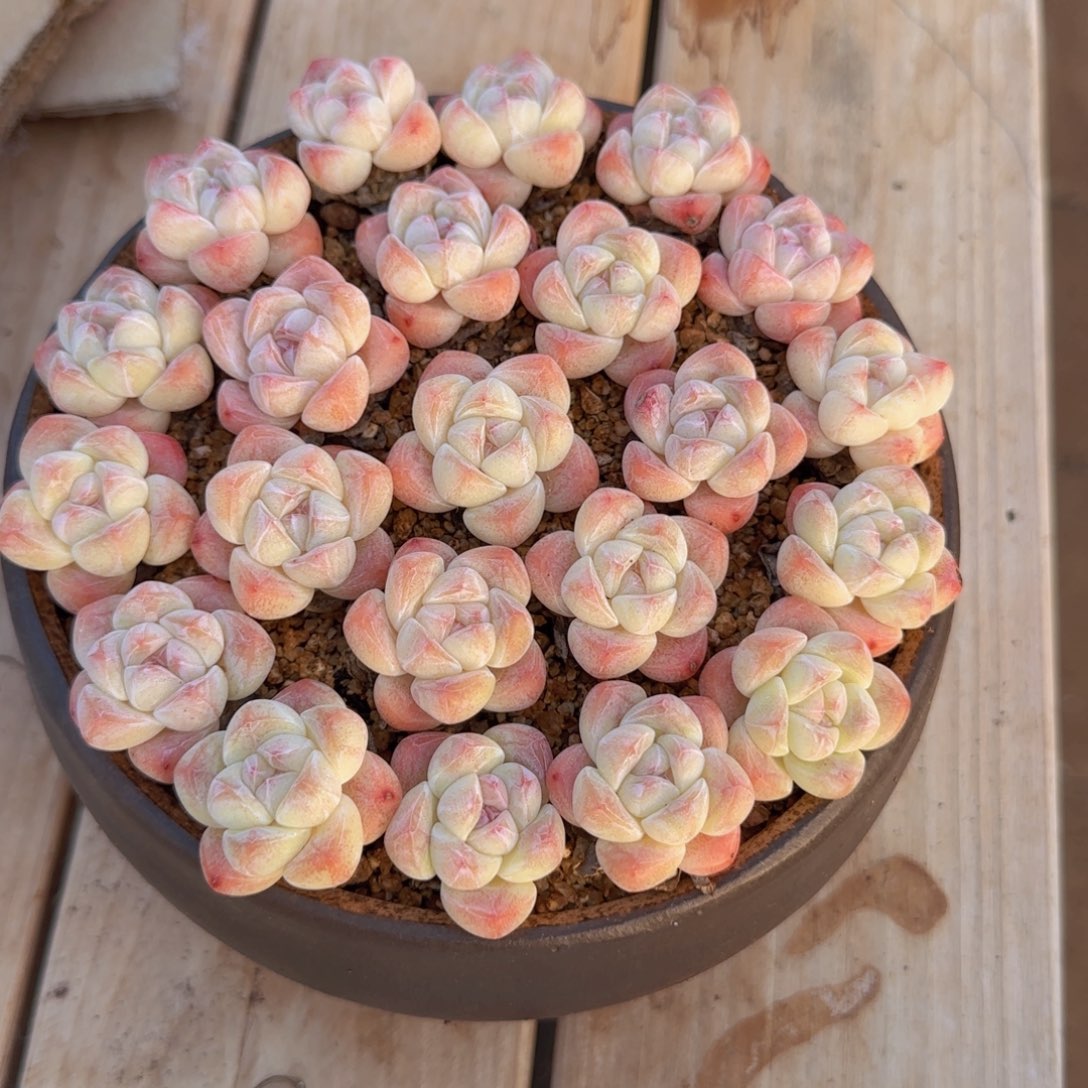 丁***糖冰玉打包22颗一物一拍带盆