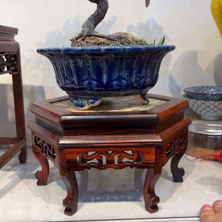 紫砂紫砂紫砂紫砂紫砂紫砂