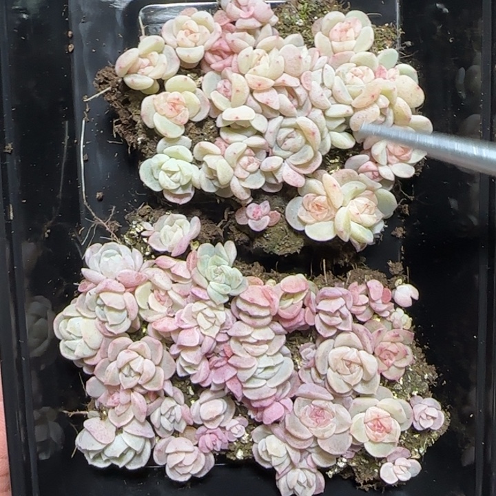 89号种播苗一盒拼