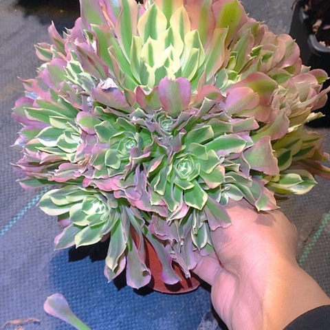 890白凤多肉植物