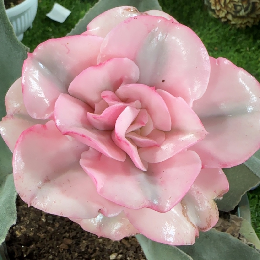 大河之舞锦多肉植物的时候