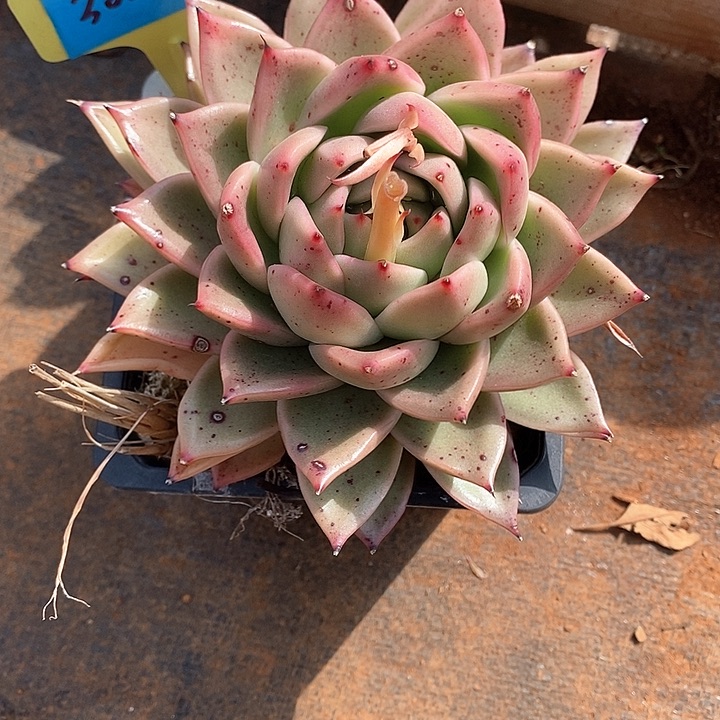 你****？3020新年快乐福利