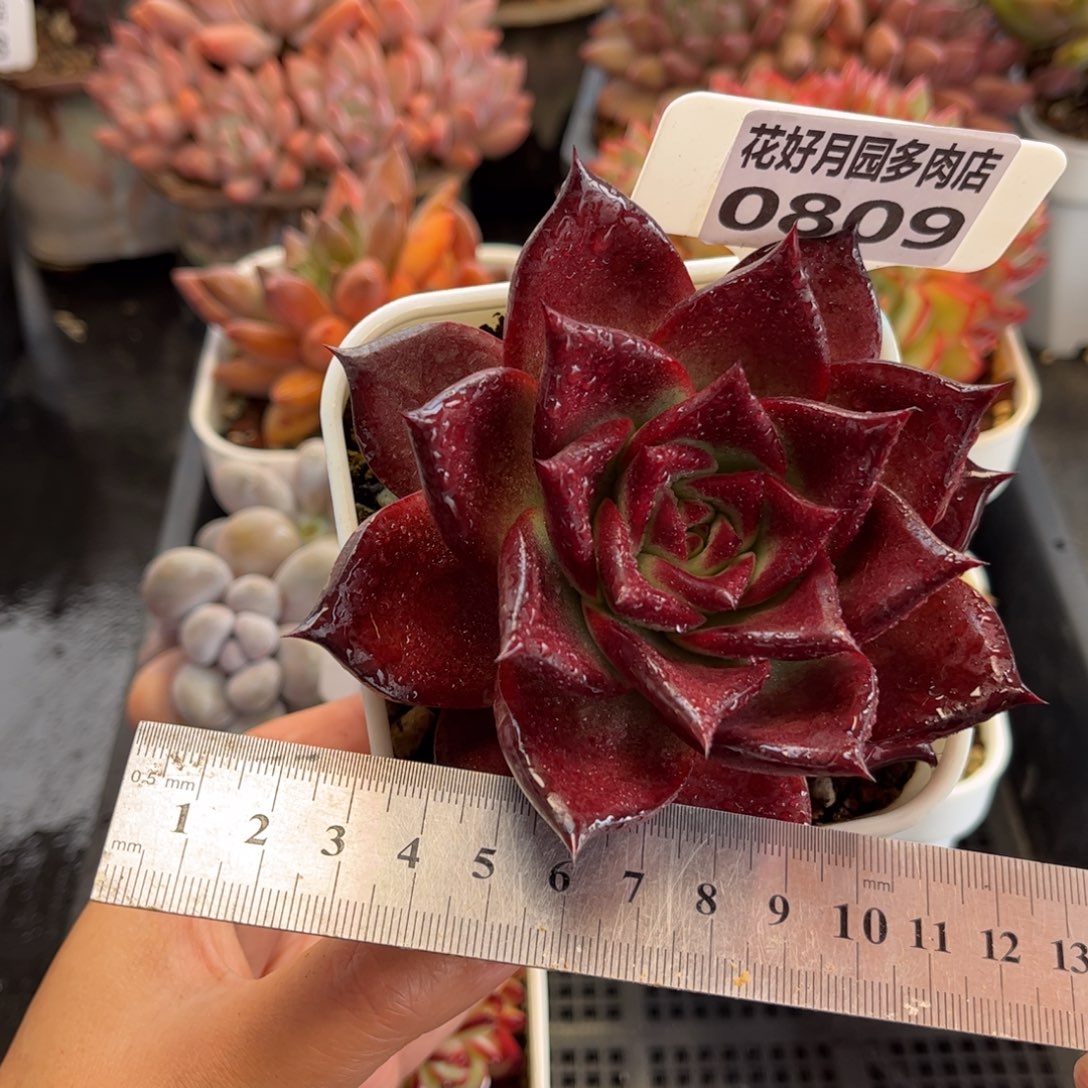 0809 天冷必拍保温箱