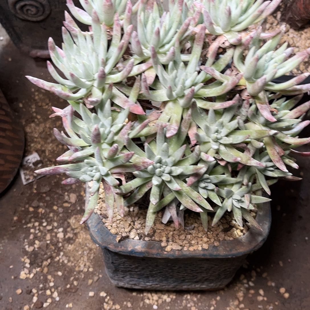 8448雪花仙女杯多肉