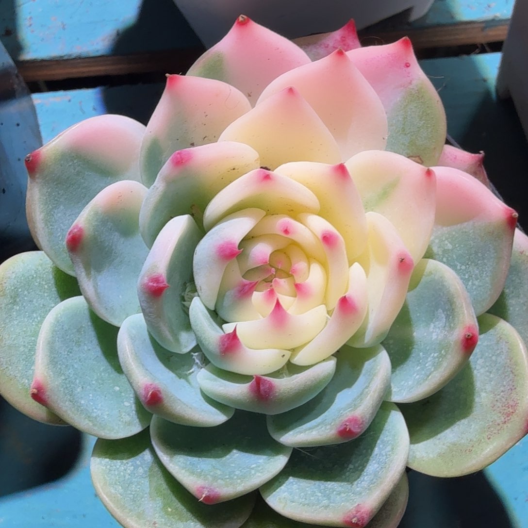 吉娃娃锦，多肉植物