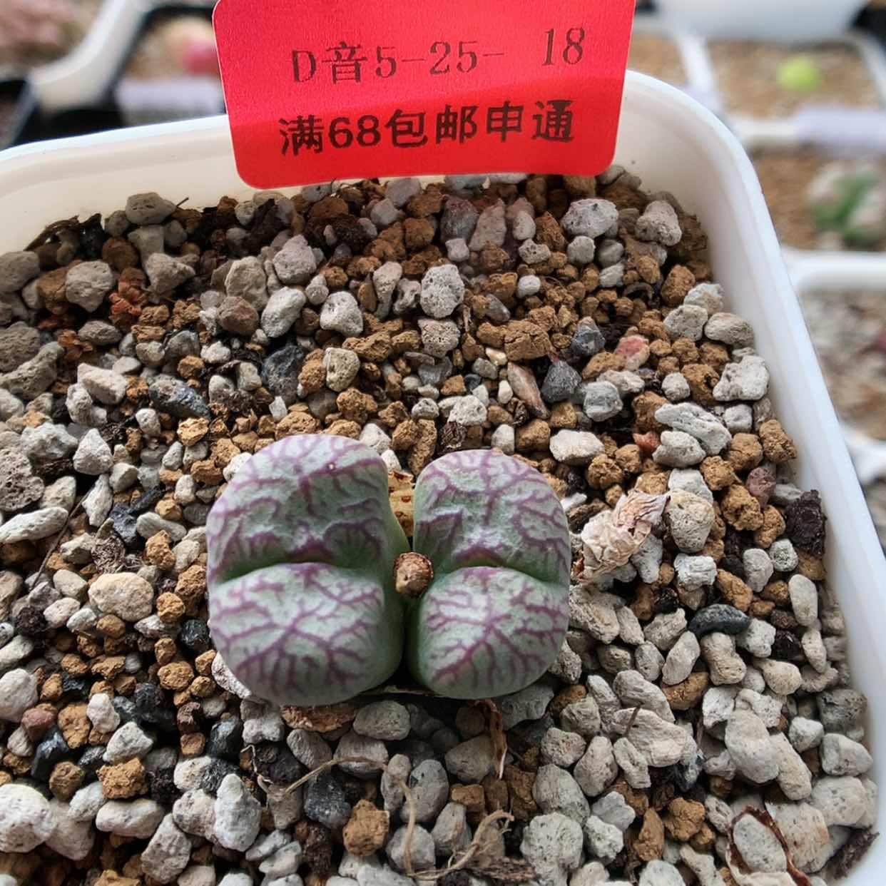 【闪购商品】5-25-18 龙姬杂 85