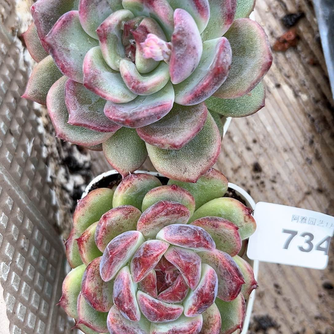 阿雅园艺。       734