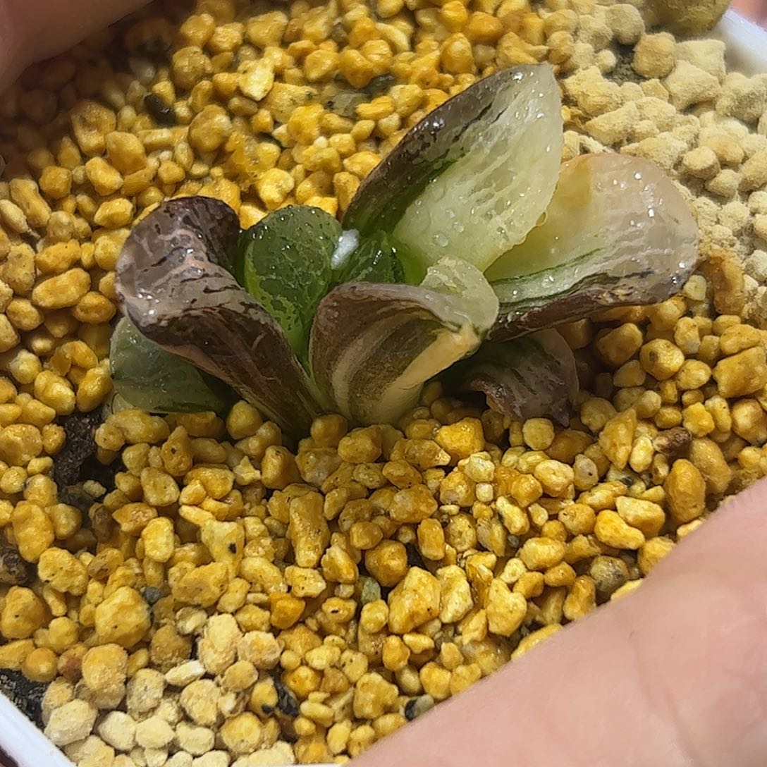 万华镜锦十二卷多肉植物