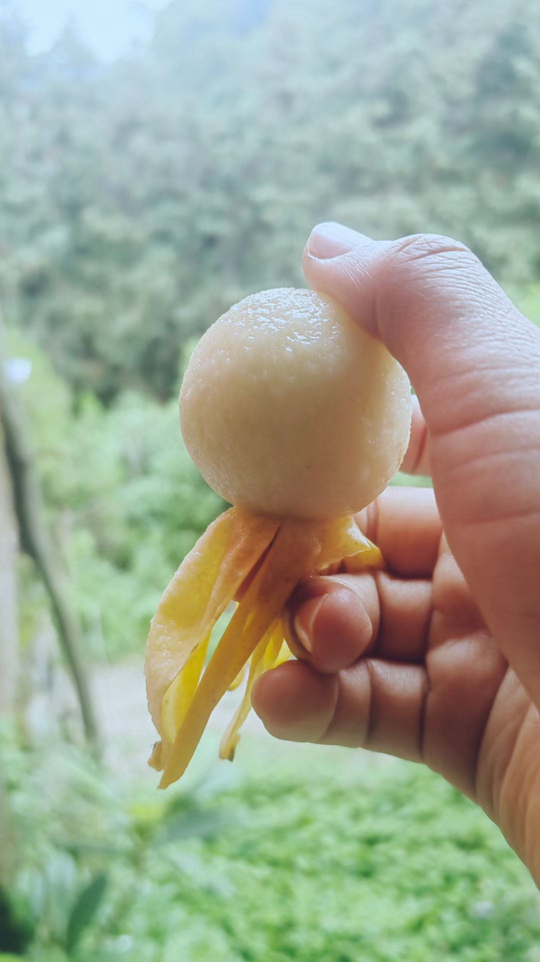 顺丰.莆田坪盘绿脚枝白梨枇杷当季亲鲜纯甜水果净重4.5斤