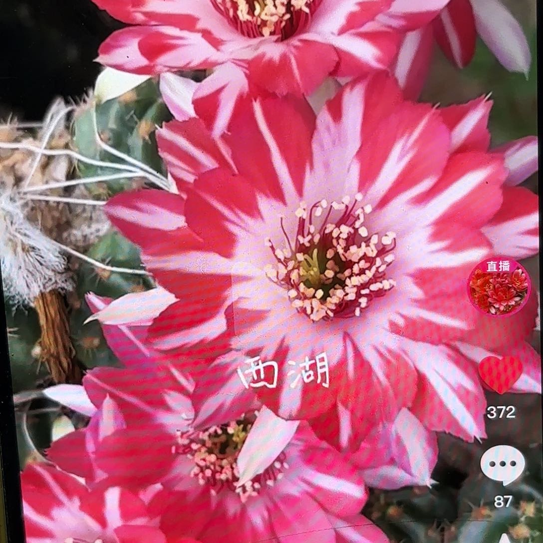 蝉衣丽花侧牙20包邮仙人球32